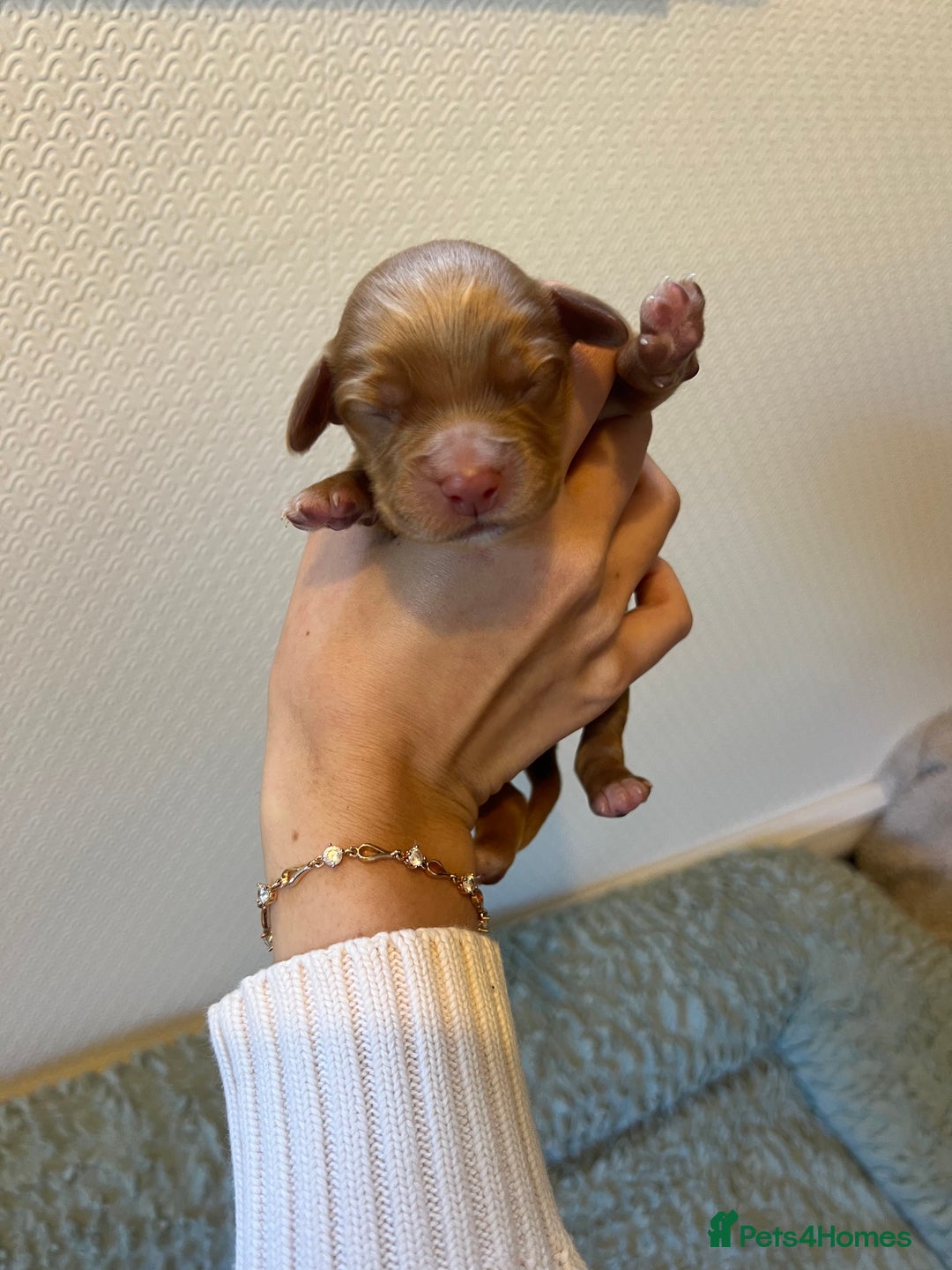 Cocker Spaniel dogs for sale: 🐶Cocker Spaniel Pups Looking for Forever Family🐶 - Image 16