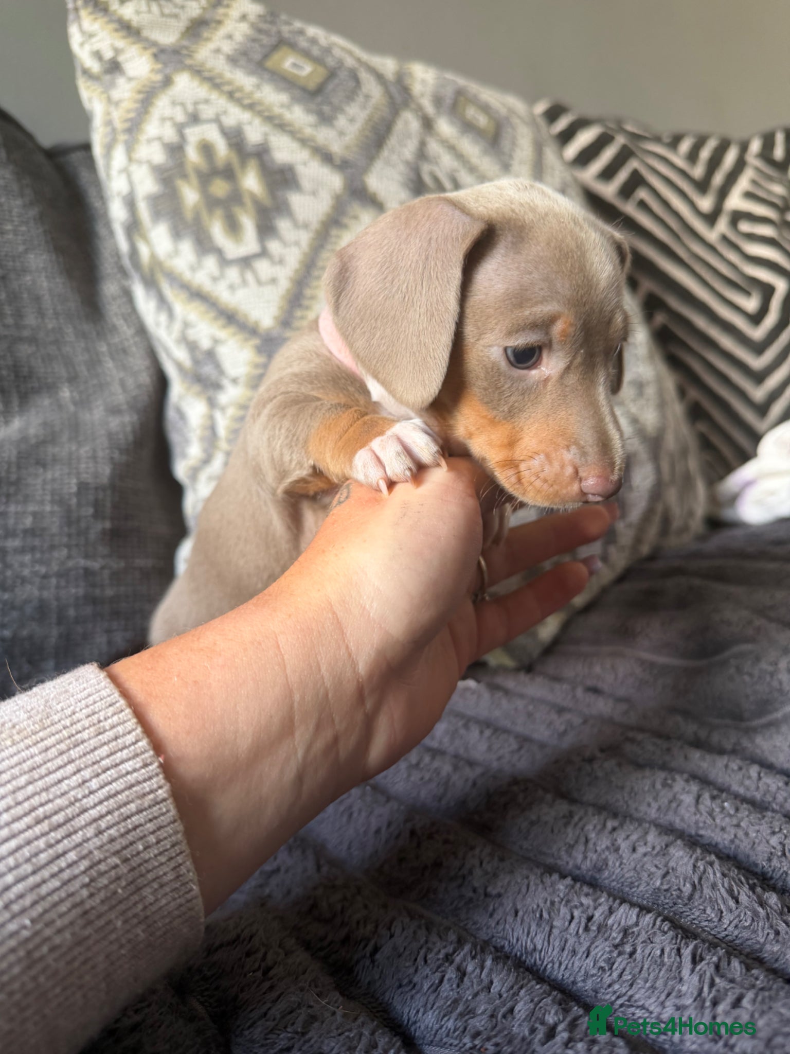 Miniature Dachshund dogs LAST GIRL AVAILABLE!! - Advert 1