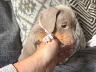 Miniature Dachshund dogs LAST GIRL AVAILABLE!! - Advert 1