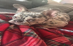 French Bulldog dogs for sale: Male Merle French bulldog  - Image 4