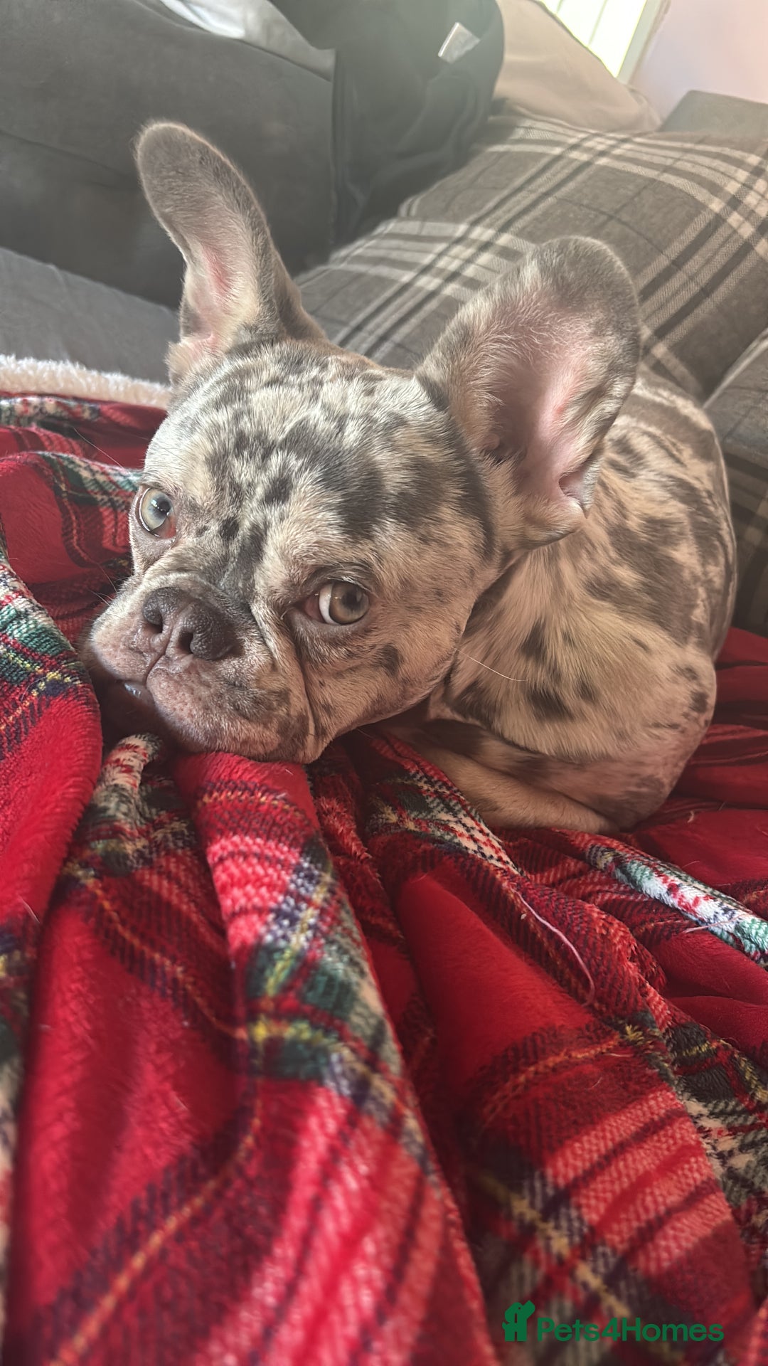 French Bulldog dogs for sale: Male Merle French bulldog  - Image 4
