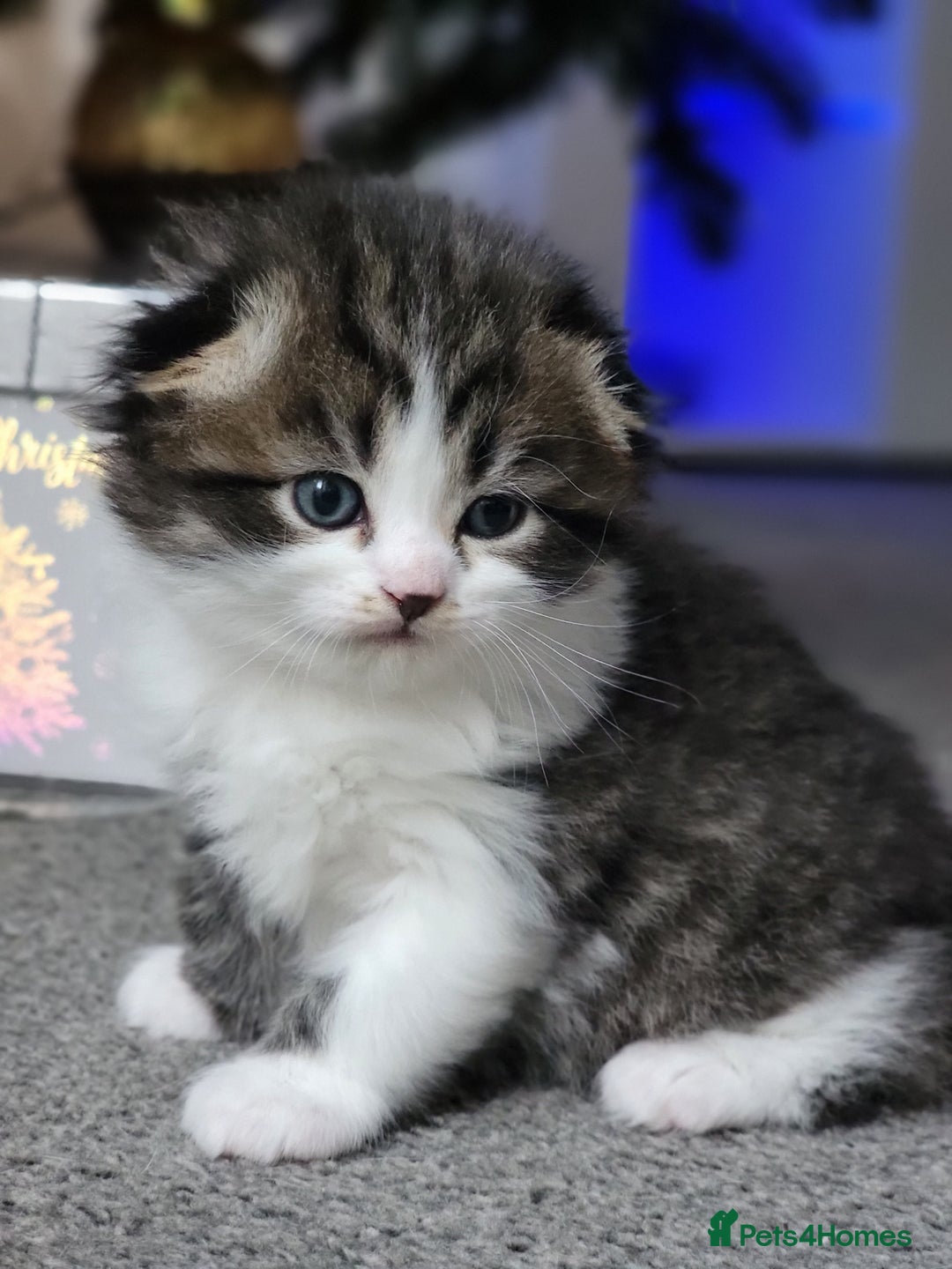 Scottish Fold cats for sale: Scottish fold - Advert 6