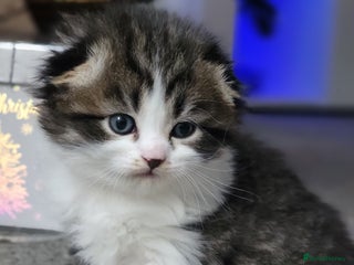 Scottish Fold cats Scottish fold - Advert 5