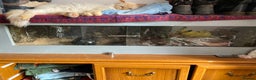 Python Snake reptiles for sale: Ball python - Advert 6