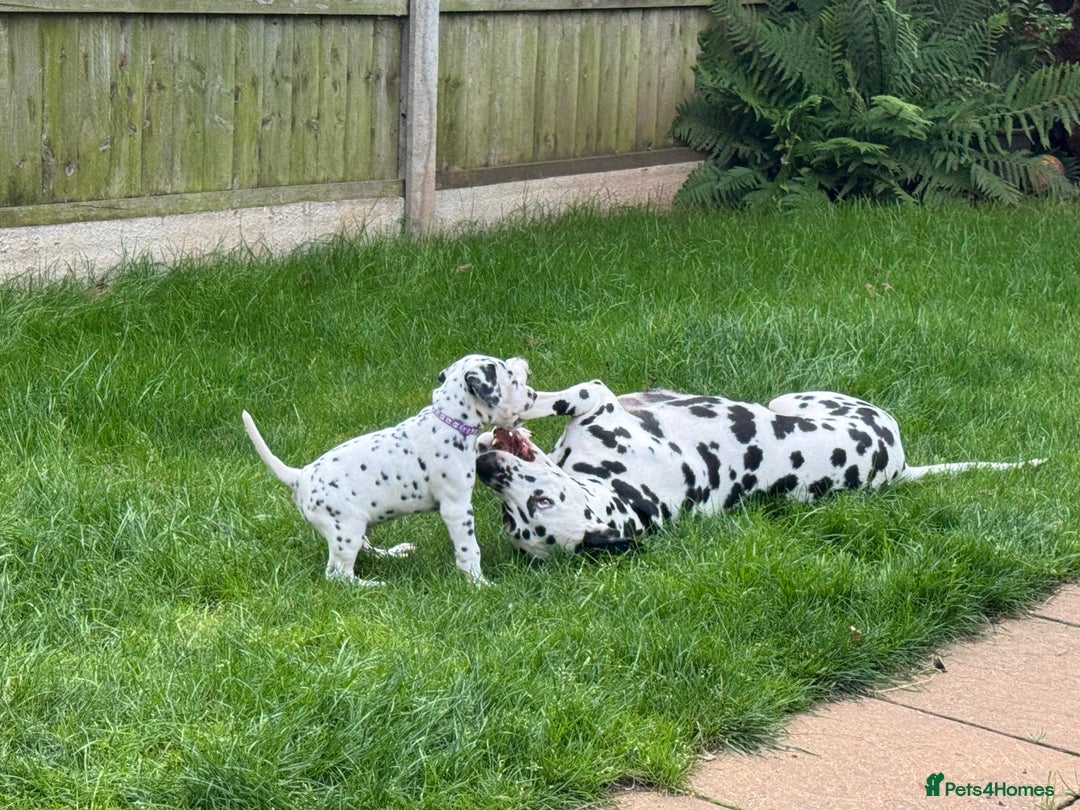 Dalmatian dogs for sale: 7 Dalmatian puppies available  - Image 15