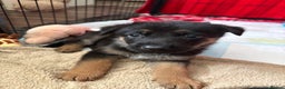 Mixed Breed dogs for sale: Belgian malinois x German Shepherd puppies  - Advert 16