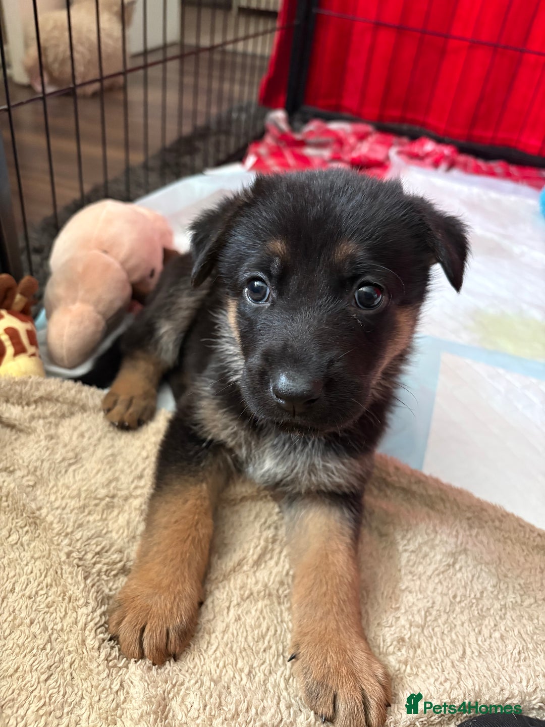 Mixed Breed dogs for sale: Belgian malinois x German Shepherd puppies  - Advert 16