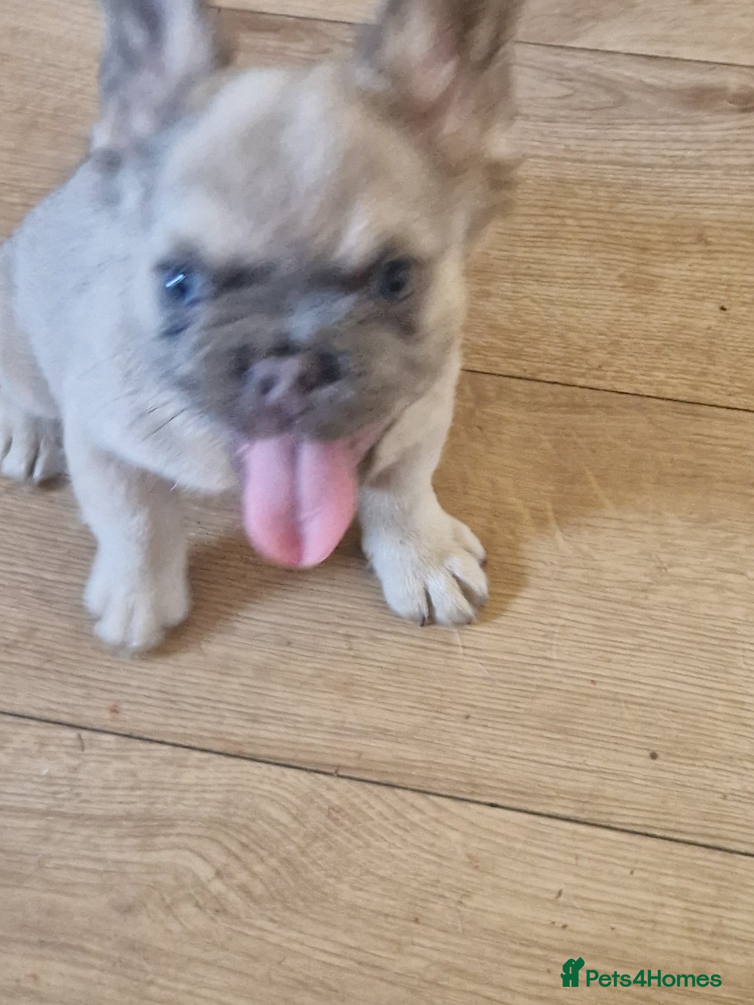 French Bulldog dogs Fluffy french bulldogs  - Advert 1