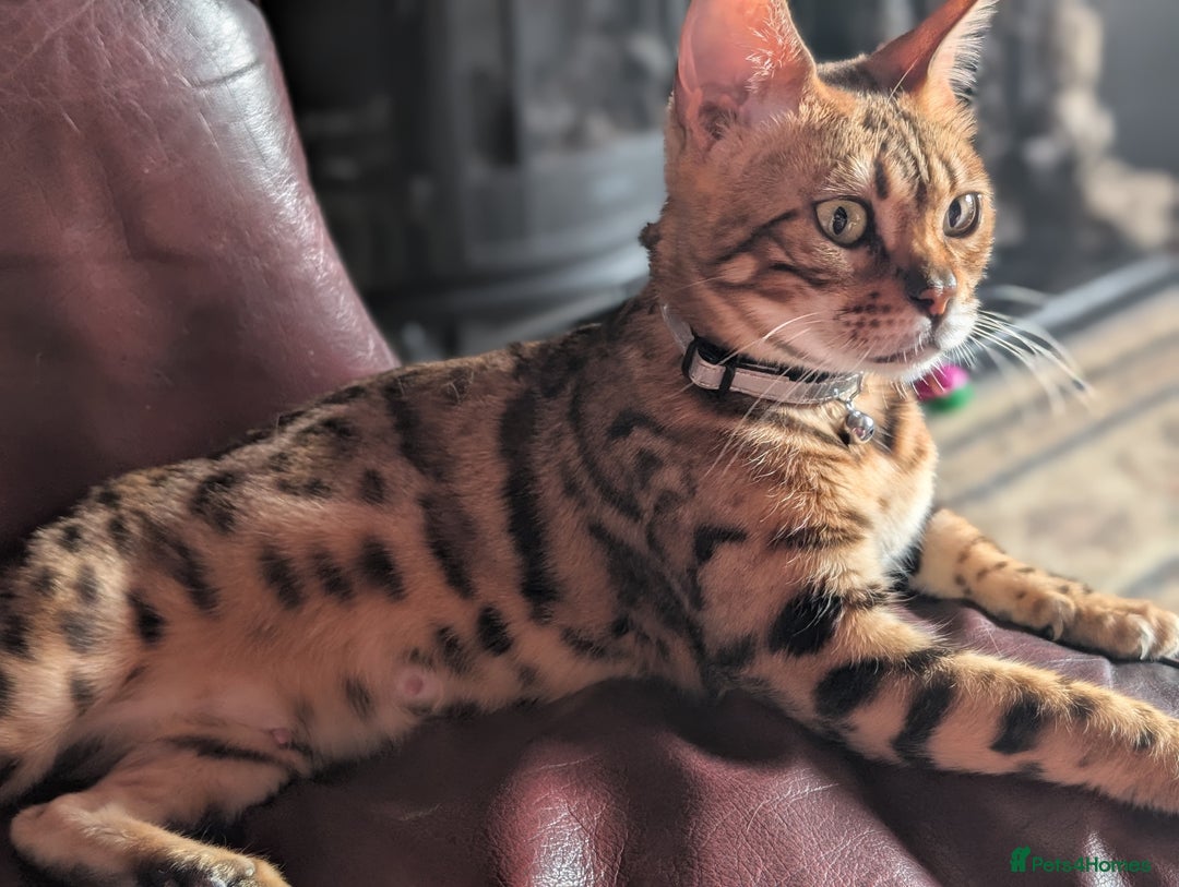 Bengal cats for sale: Bengal X - Image 5