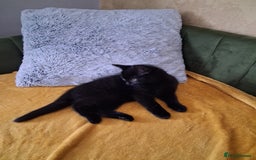 British Shorthair cats for sale: British Shorthair kitten  - Image 3