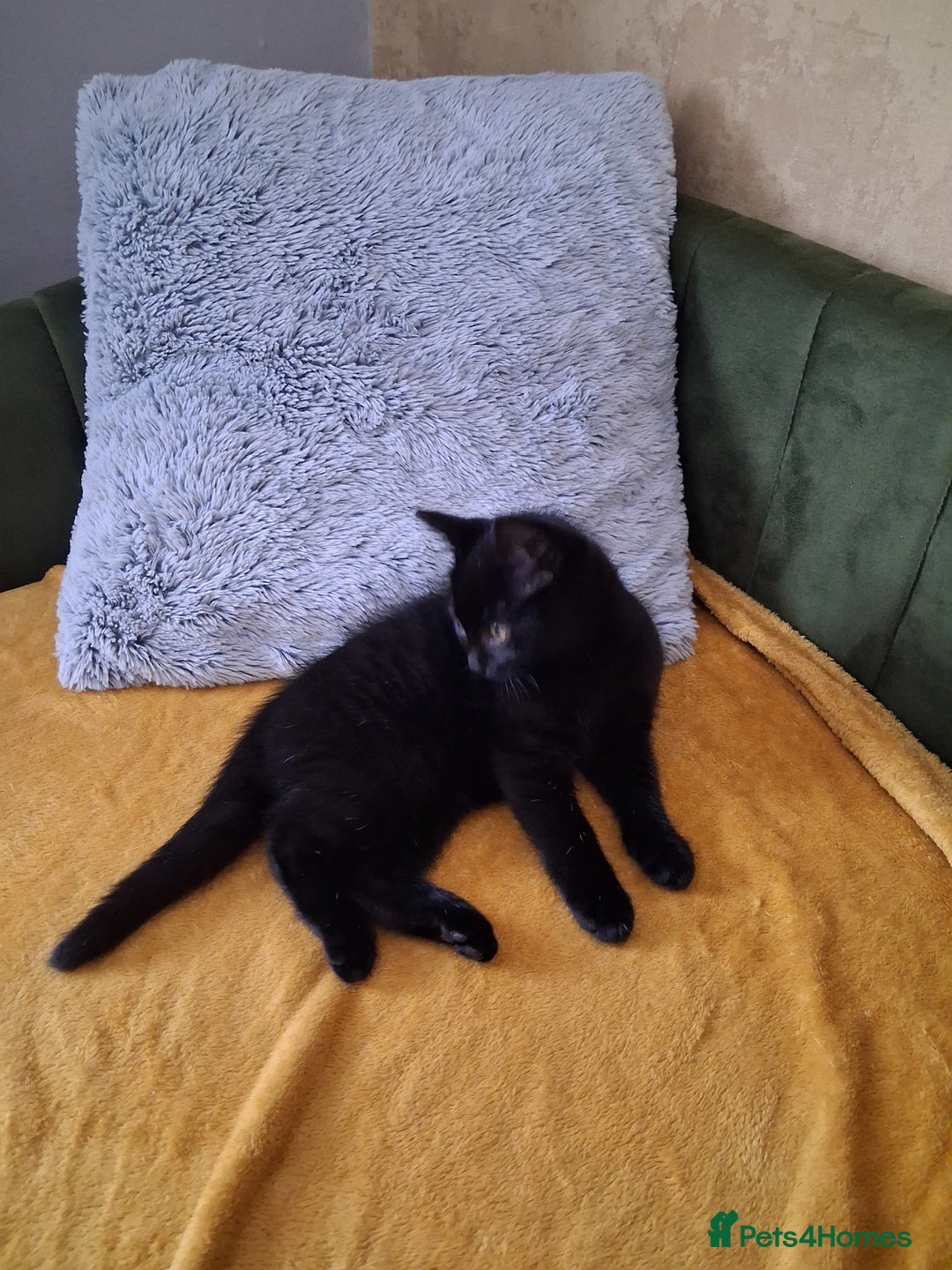 British Shorthair cats for sale: British Shorthair kitten  - Image 3