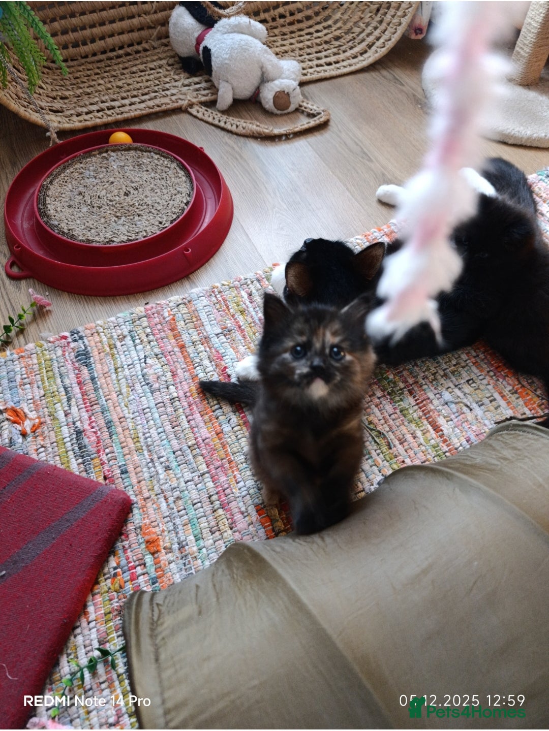 Mixed Breed cats for sale: 3 girls and a boy. - Advert 4