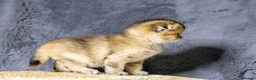 Scottish Fold cats for stud: TICA GOLDEN NAY11 STUD FROM CHAMPIONS 👑 - Advert 5