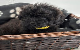 Shihpoo dogs for sale: Adorable shihpoo puppies - Image 9