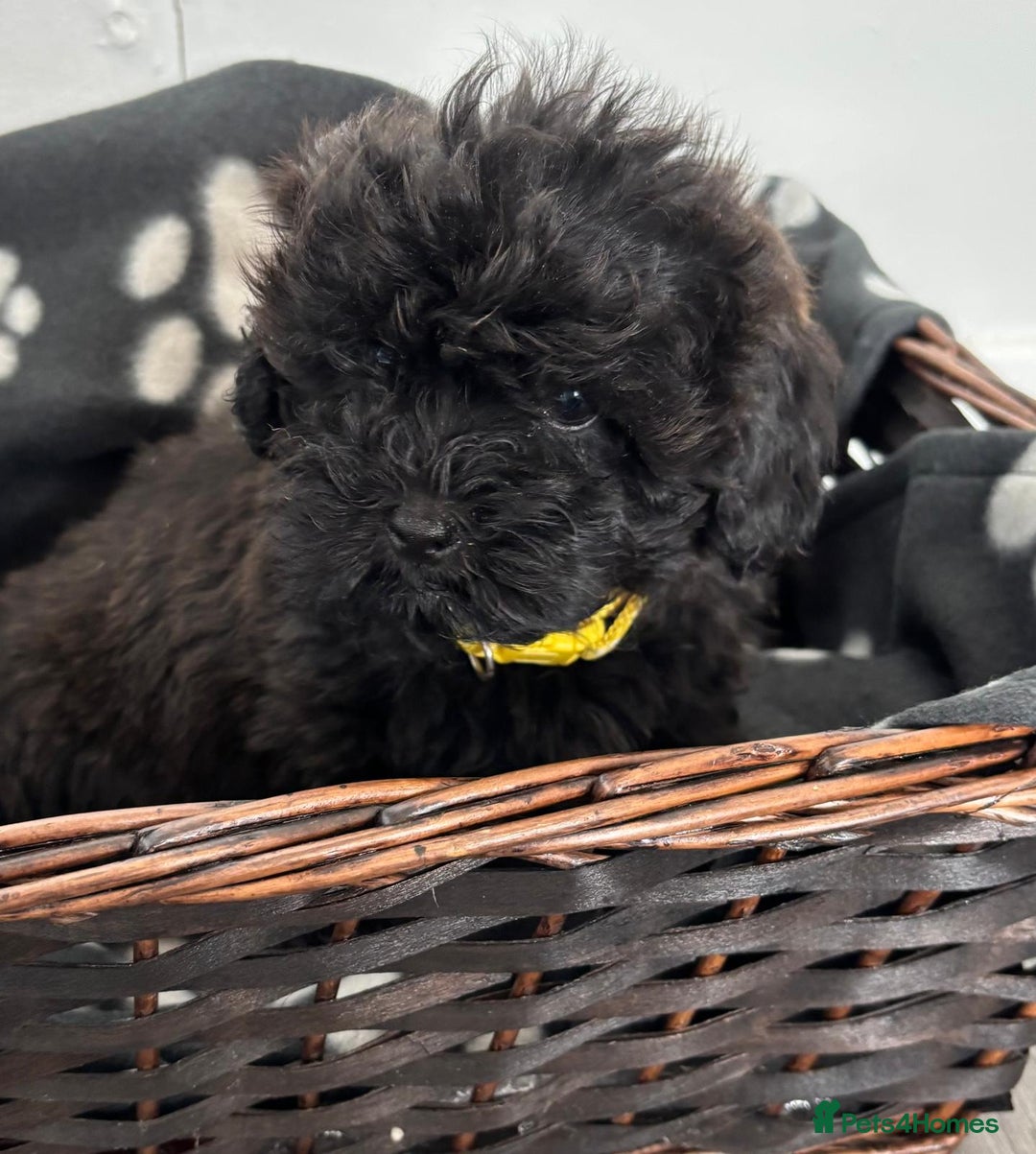 Shihpoo dogs for sale: Adorable shihpoo puppies - Image 9