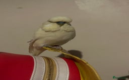 Budgerigars birds for sale: 2 Male Exhibition Budgies  - Image 1