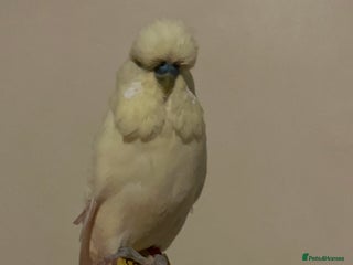 Budgerigars birds - Advert 16