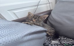 Bengal cats for sale: Adorable bengal kittens for sale✨ - Image 7