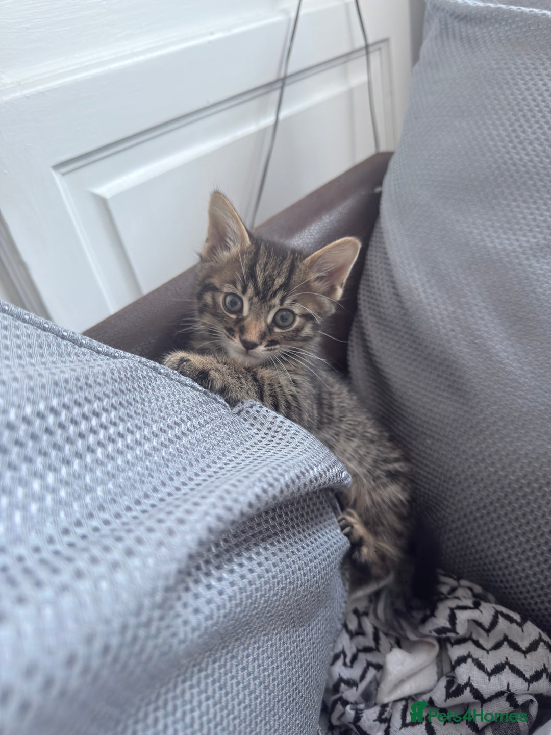 Bengal cats for sale: Adorable bengal kittens for sale✨ - Image 7