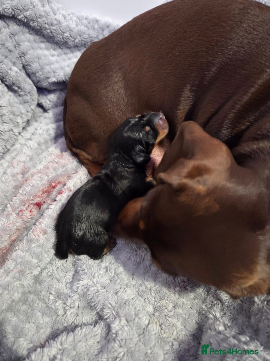 Miniature Dachshund dogs for sale: Miniature dachshund girl  - Advert 2