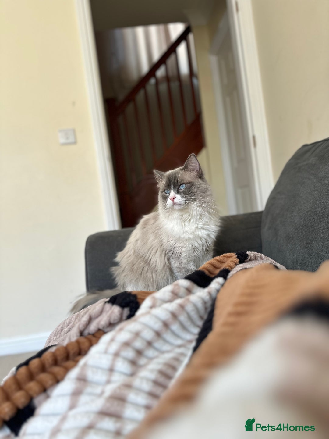 Ragdoll cats for sale: Active GCCF Blue Bicolor Ragdoll Male 🐾💙 in Taunton - Image 1