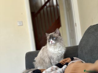 Ragdoll cats in Taunton - Advert 27