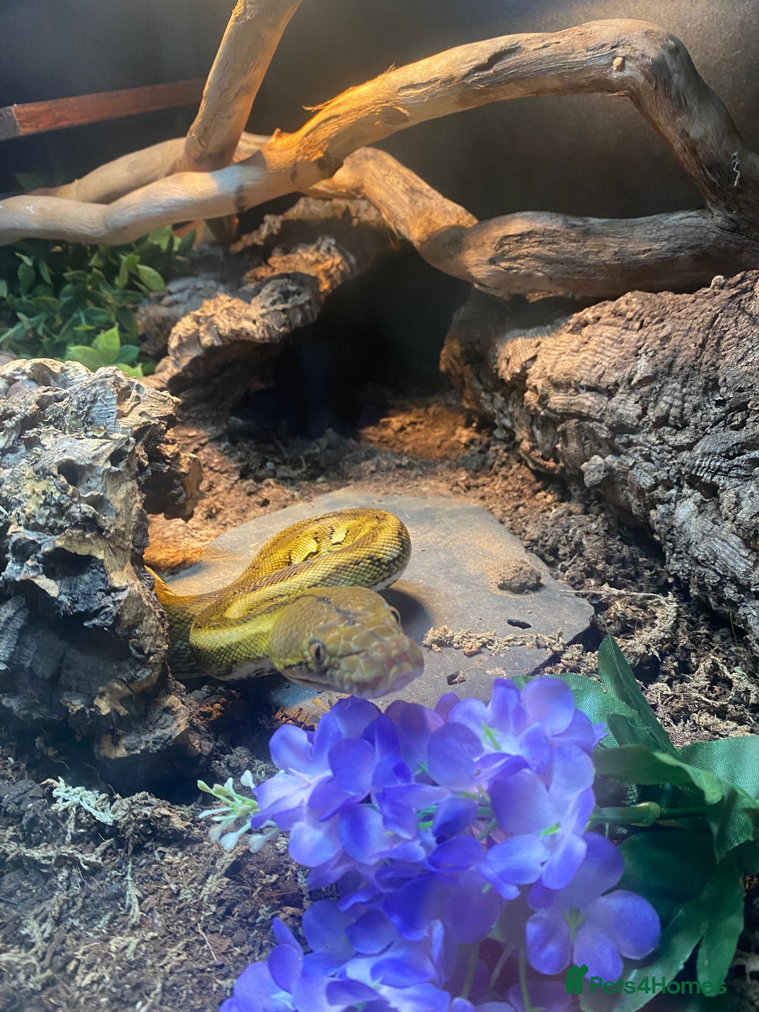 Python Snake reptiles Dwarf reticulated python - Advert 1