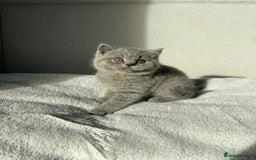 British Shorthair cats for sale:  👑 GCCF Purebred British Shorthair kittens 👑 - Image 9