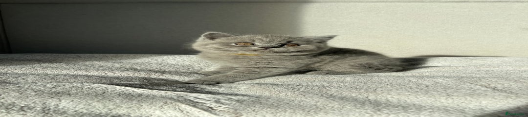 British Shorthair Kitten 1