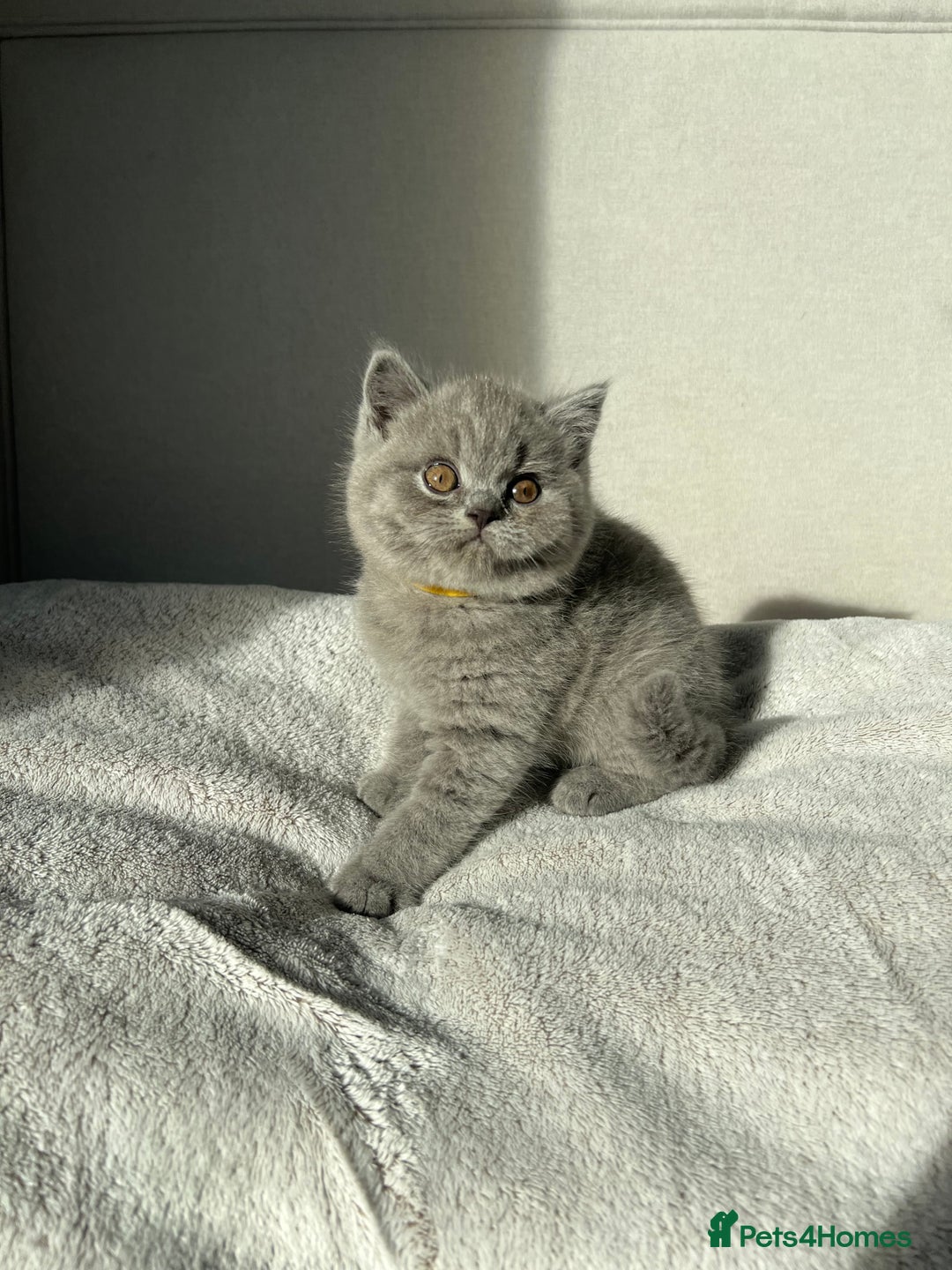 British Shorthair cats for sale:  👑 GCCF Purebred British Shorthair kittens 👑 - Image 9