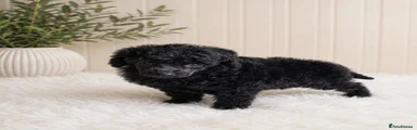 Toy Poodle 3