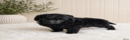 Toy Poodle dogs for sale: Toy poodle  - Advert 7