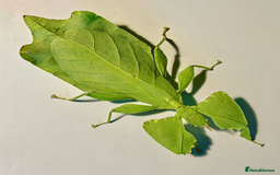 Stick Insects invertebrates for sale: Leaf and stick insects for sale - Image 4