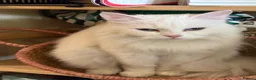 Siberian cats for sale: *price reduction* Beautiful white Siberian female - Advert 2