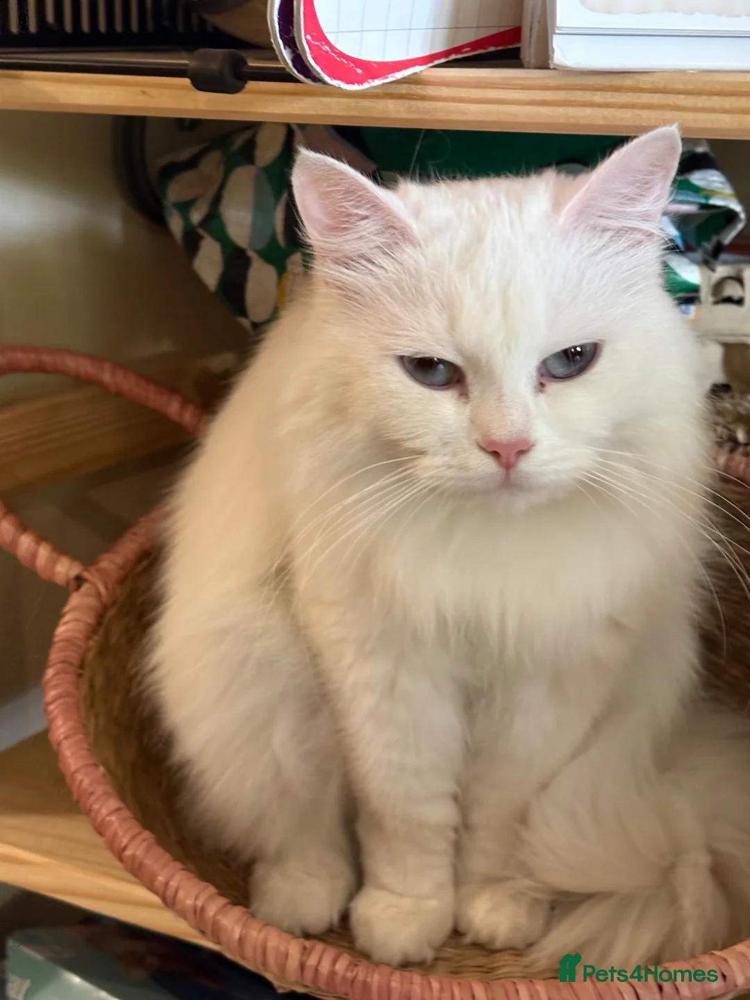 Siberian cats for sale: *price reduction* Beautiful white Siberian female - Advert 2