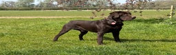 Labrador Retriever dogs for sale: Kennel Club Registered Labrador puppies  - Advert 20