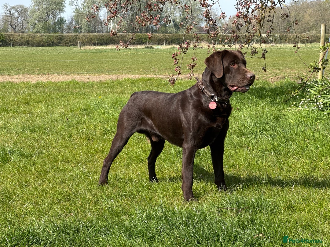 Labrador Retriever dogs for sale: Kennel Club Registered Labrador puppies  - Image 13