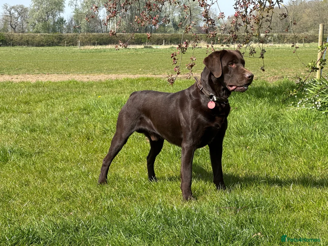 Labrador Retriever dogs for sale: Kennel Club Registered Labrador puppies  - Advert 20