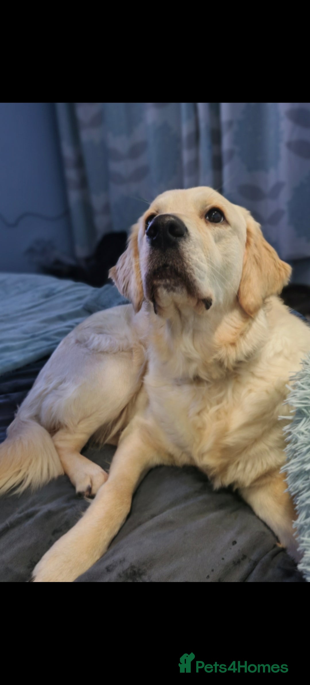 Golden Retriever dogs for sale: Golden retriever  - Advert 9