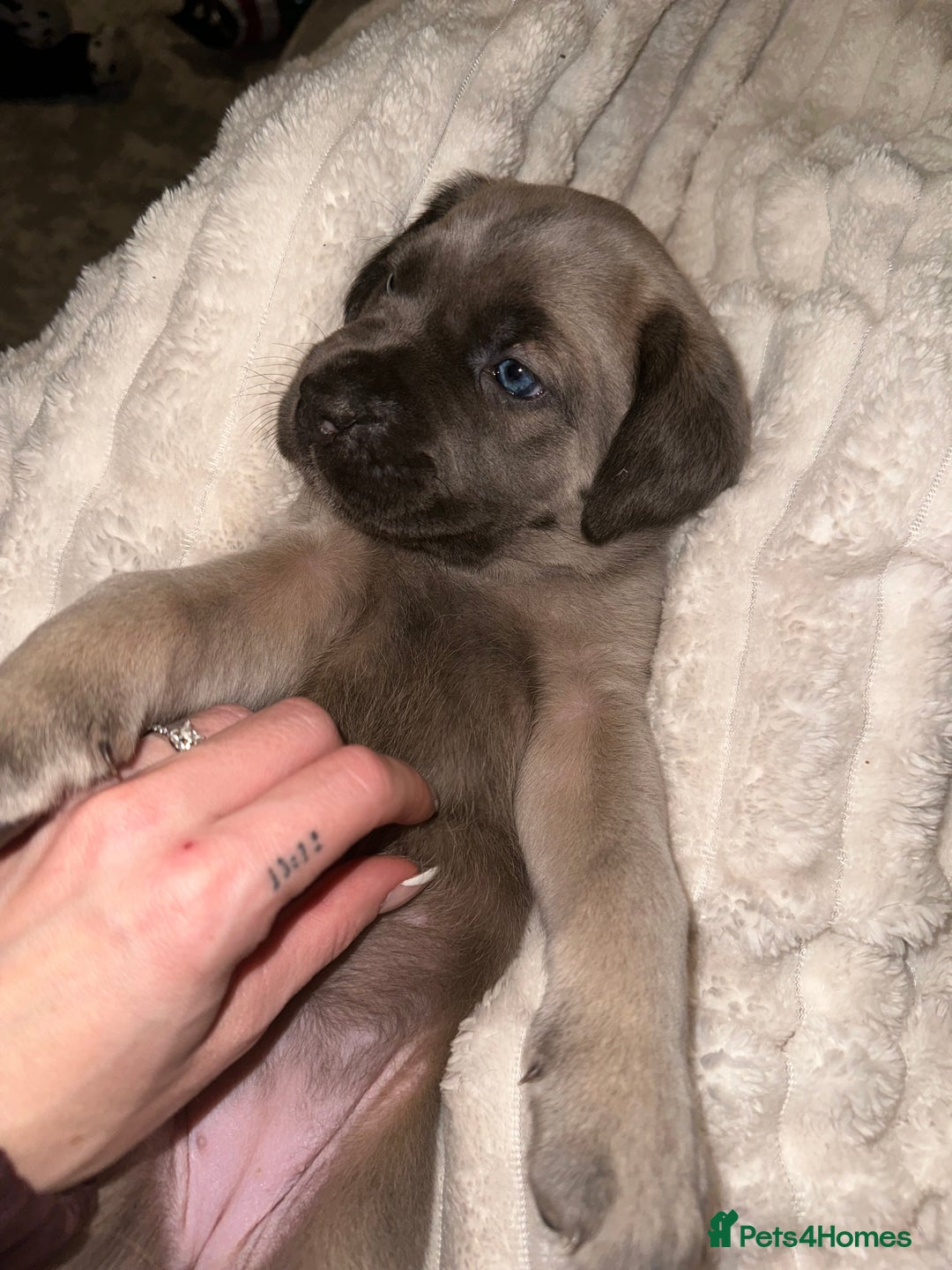 Cane Corso dogs for sale: ‼️ Champion ICCF, health tested Cane Corso pup ‼️ - Advert 5