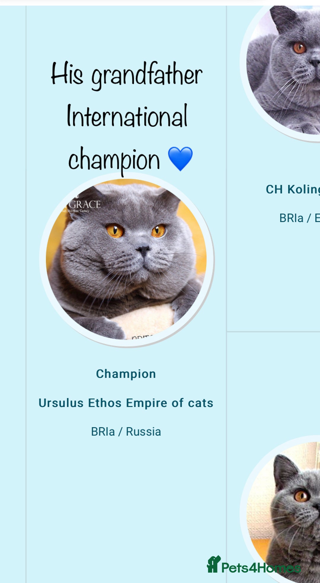 Scottish Fold cats for stud:  East Midlands Tica Blue British shorthair stud  in Derby - Image 10