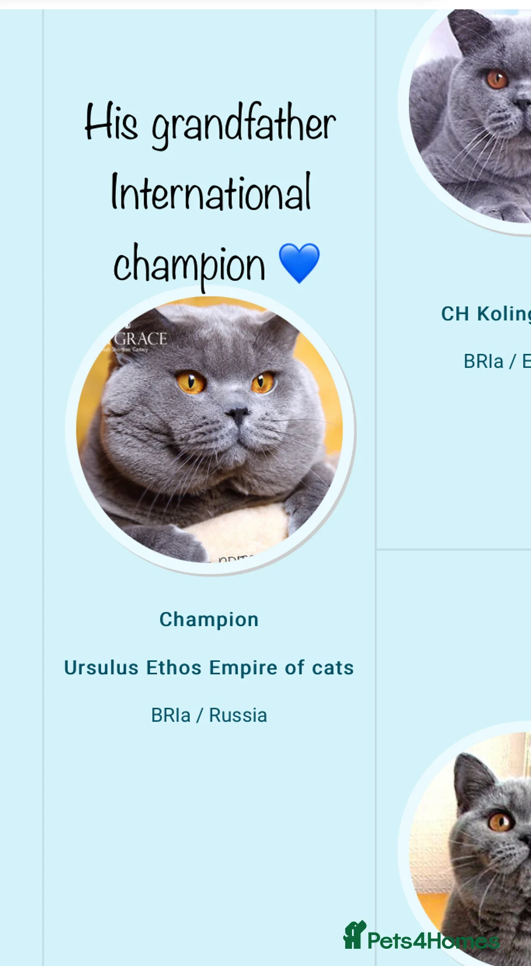 Scottish Fold cats for stud:  East Midlands Tica Blue British shorthair stud  in Derby - Advert 10