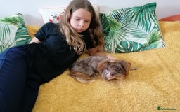 Yorkshire Terrier dogs for adoption: 💙🐶 COCO 🐶💙 - Image 9