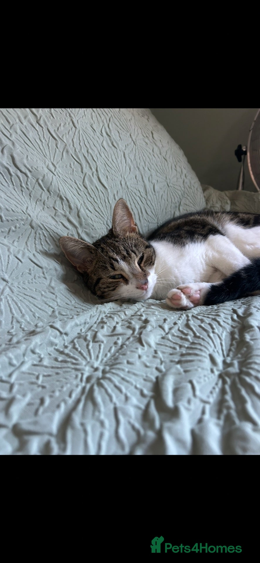 Domestic Shorthair cats 2 cats siblings male and female  - Advert 1