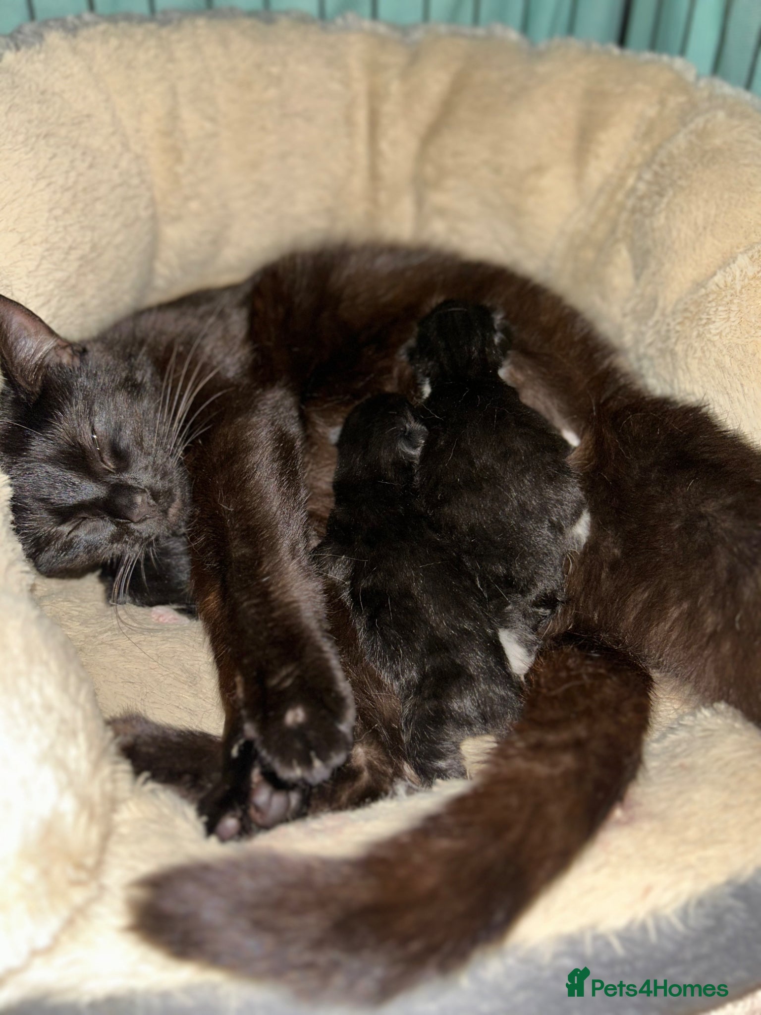 Mixed Breed cats for sale: beautiful kittens - Advert 1