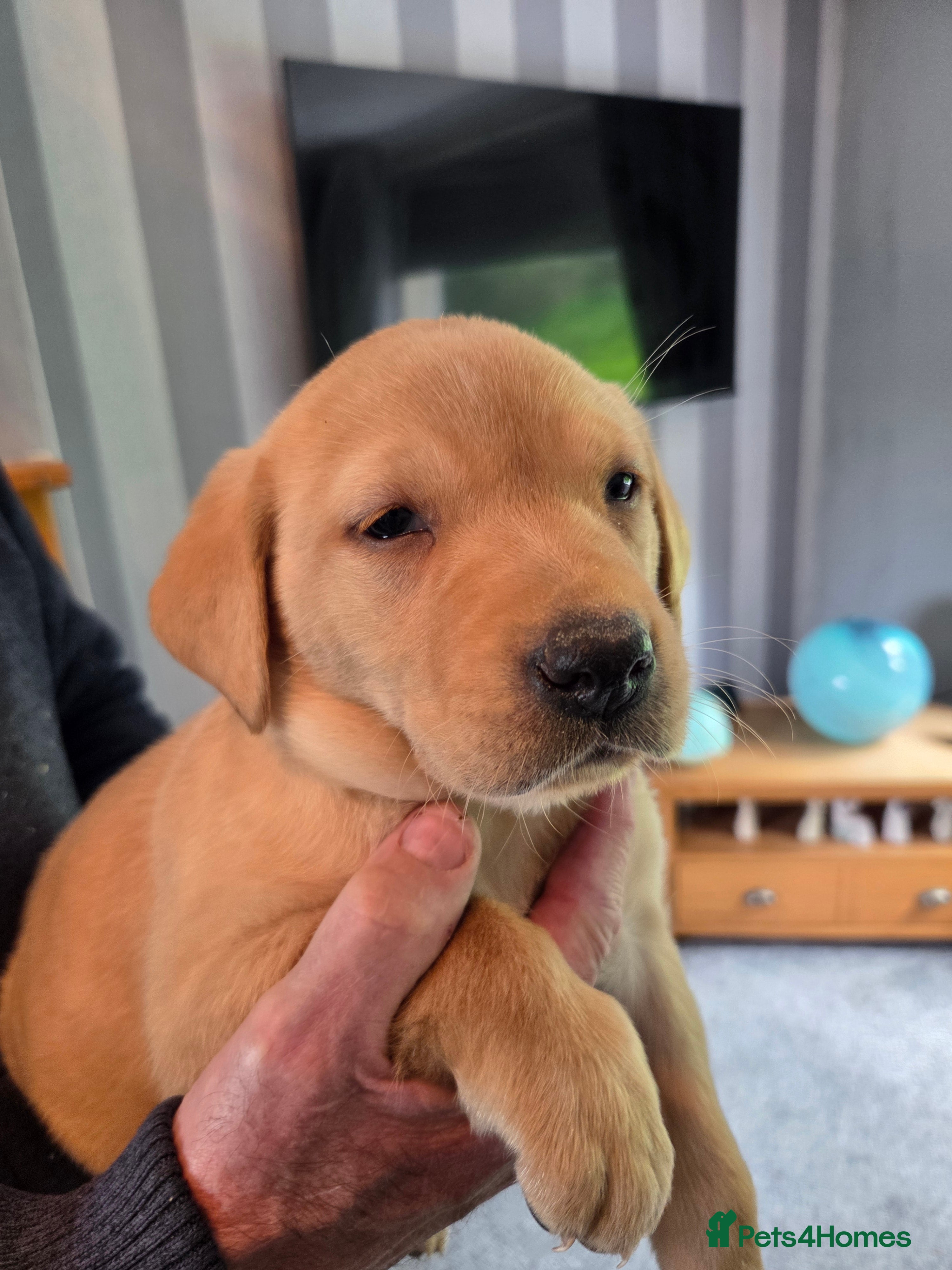 Labrador Retriever dogs for sale: Labrador Puppies - Advert 1