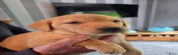 Labrador Retriever dogs for sale: Labrador Puppies - Advert 1