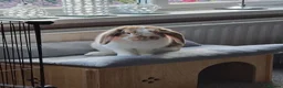 Mixed Breed rabbits for sale: Mixed Mini Lop Male Rabbit  in Deal - Advert 1