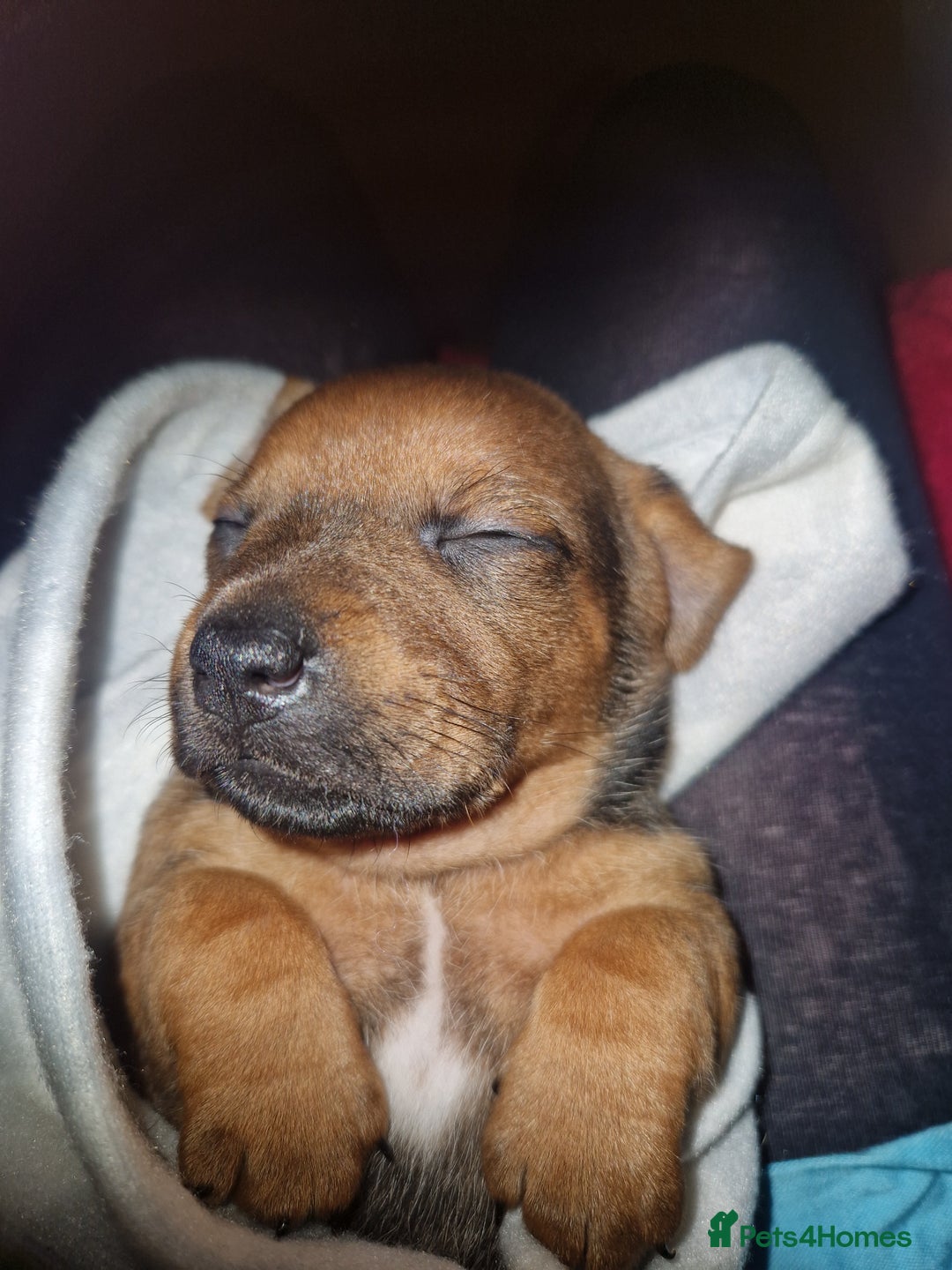 Mixed Breed dogs for sale: Staffy X Miniature Dachsund Puppies - Advert 20