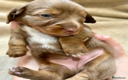 Miniature Dachshund dogs for sale: Stunning Kc Reg Long Hair Mini Dachshund puppies  - Image 27